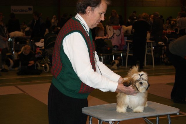 Shih Tzu Danmark